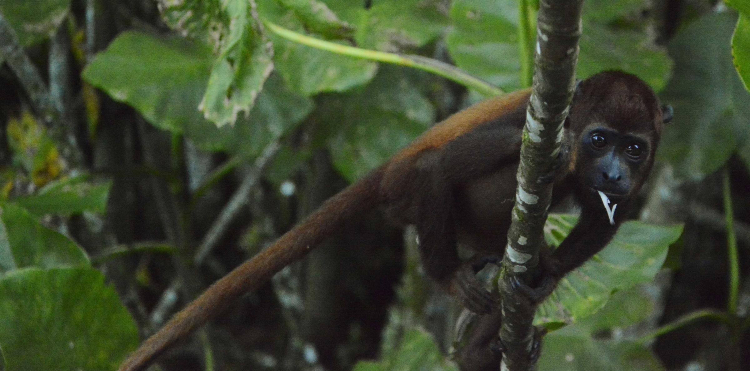 Monkey in the forrest