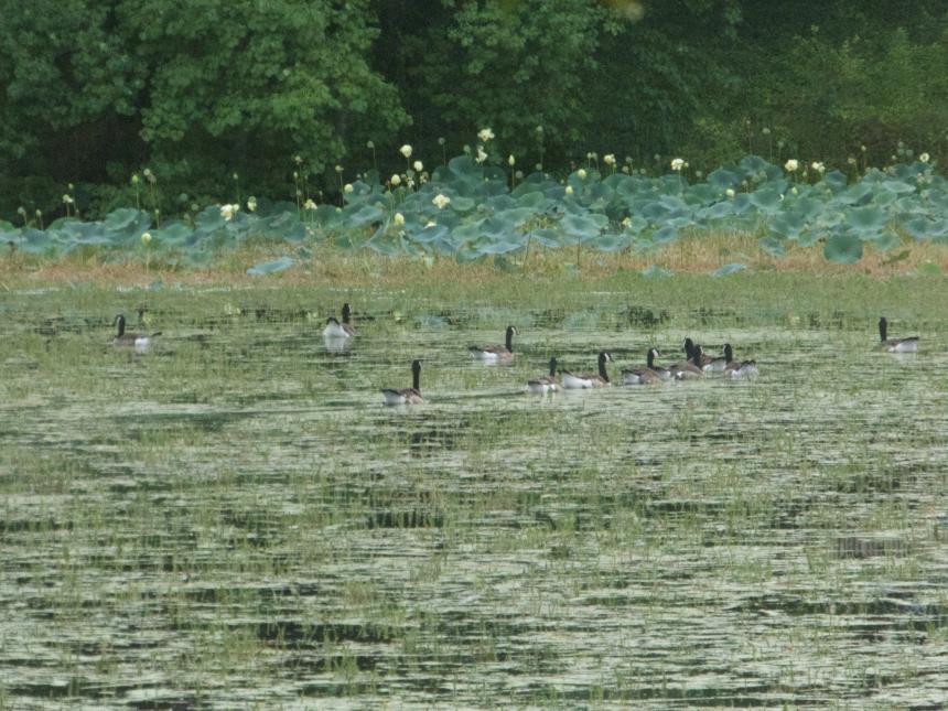 geese in a pond