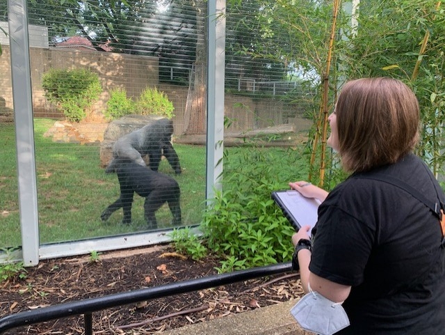 Person on the right golding clipboard and observing two gorillas in zoo enclosure