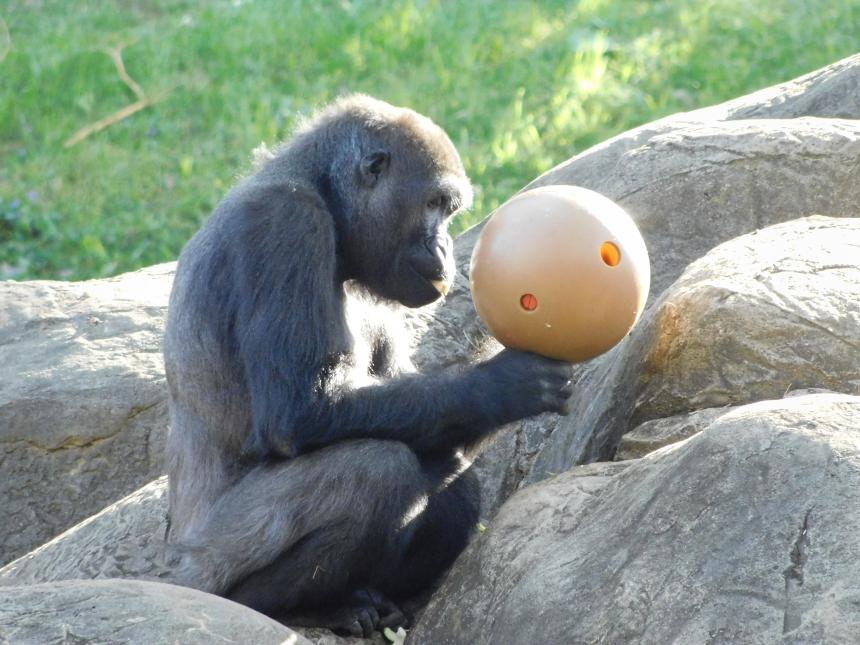 gorilla sitting on boulders and holding ball 