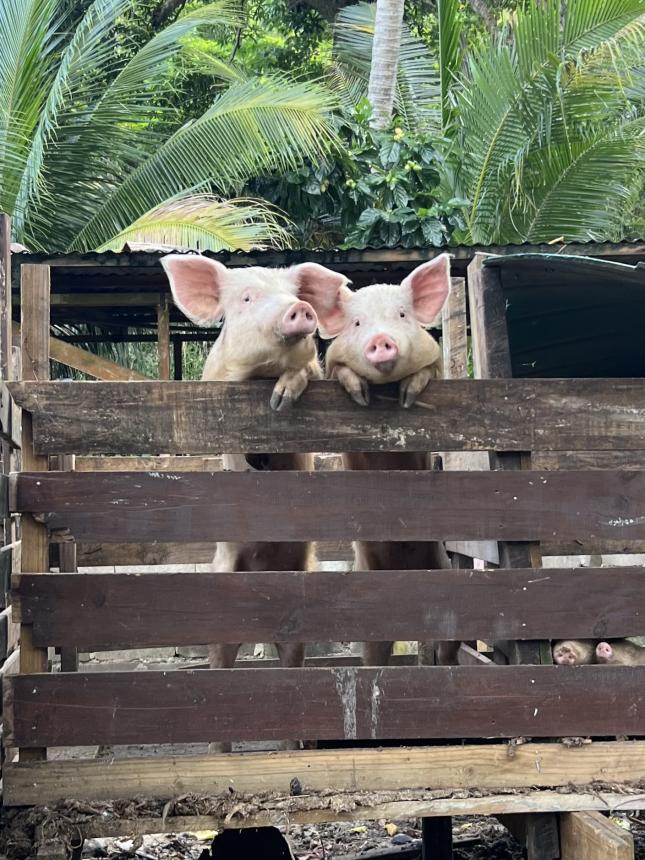 Learning about livestock practices during a study abroad in the small villages of Beqa Island, Fiji