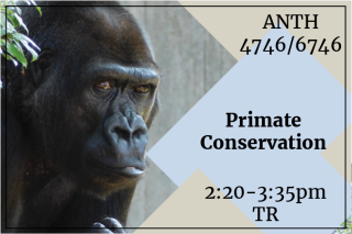 flyer with catalog description placed over blue and tan diamonds over image of gorilla face