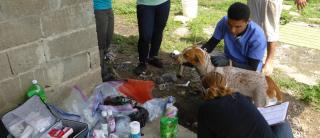 Members of the zoonotic disease research team take blood samples from a dog