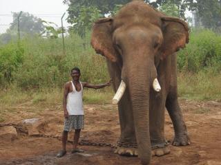 man and elephant