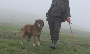 Sarieh Amiribeirami: "The Past: Fog, Shepherd and Dog" This photo was taken in 2014, while I was in Republic of Azerbaijan as an ethnographic project member.