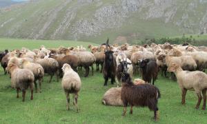 Sarieh Amiribeirami: "Alone among the crowd" This photo was taken in 2014, while I was in Republic of Azerbaijan as an ethnographic project member.