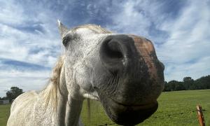 Jordyn Barnes: Part-time Archaeologist, full-time grass enthusiast. Spotted in Okmulgee, Oklahoma during the Enfulletv-Mocvse Field School.