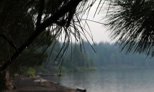 Hannah Boone: Fresh raindrops on pine needles at a lake in central Oregon. I stopped on my drive back from doing interviews to eat lunch by the water and got the Oregon special-- fog, rain, and a lot of beauty.