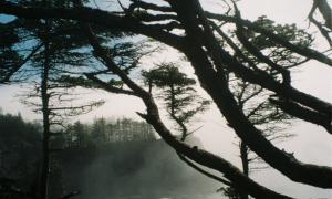 Zoe DeLuca: This picture was taken at the Makah Reservation, which is a Native American reservationon the northwestern tip of the Olympic Peninsula in Washington. I was there on IFP (interdisciplinary field program) learning about the Makah people. This photo was shot with 35mm film on Kodak Portra 400.