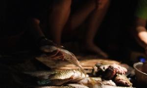 Evan DesRosiers: forest fishies