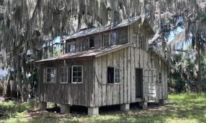 Sophie Forbes: Genesis Project, Ossabaw Island