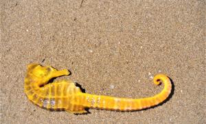 Alejandro Najera: Pacific seahorse stranded on the beach