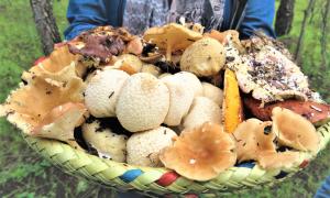 Alejandro Najera: Edible and medicinal mushrooms from the Sierra Tarahumara, México.