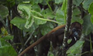 Aoife Kate Pitts: Howler monkey with a snack: this orphaned monkey now enjoys a life of comfort and celebrity while being cared for in an indigenous reserve near Leticia, Colombia.
