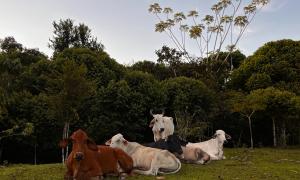 Aoife Kate Pitts: Invasive cows: cattle in the Amazon aren't great for the environment but sometimes they look cute and idyllic