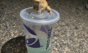 Taylor Bankston: An example of modern material cultures interaction with nature.