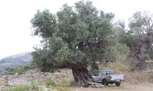 Dominique Valentine: "Greek Olive Tree" A farmer's truck rests beside the gnarled trunk of an olive tree, capturing the essence of tradition and culture in the Greek Islands. Here, olive trees play a vital role in mythology, the economy, and daily life