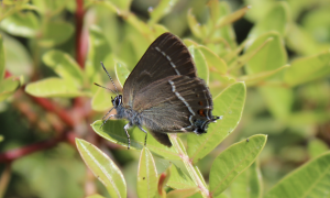 Dominique Valentine: "The Blue Spot Hairstreak" The Blue Spot hairstreak butterfly delicately perches on a pistachio bush. With its distinctive blue spot near the tail and striking black-and-white striped clubbed antennae, this butterfly truly stands out in the Greek ecosystem.