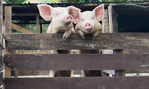 Amanda Wylie: Learning about livestock practices during a study abroad in the small villages of Beqa Island, Fiji