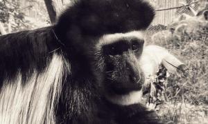 Tuğçe Yalçın: Sadness in the eyes of colobus