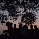 At dusk, a group of villagers joyously singing songs under a Peepal (Ficus religiosa) tree. Credit: Amit Kaushik