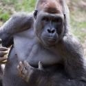 gorilla. photo courtesy of zoo atlanta